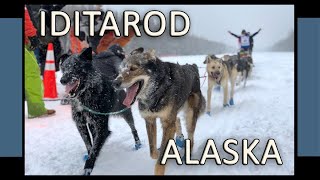 1000 Mile Sled Dog Race  Iditarod of Alaska takes between 8 and 15 days to complete Amazing [upl. by Sibley771]