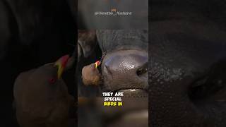 Oxpecker  Natures Spa [upl. by Samoht398]