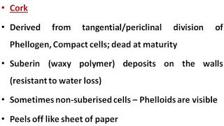 Periderm  BSc II Year [upl. by Eelnayr]