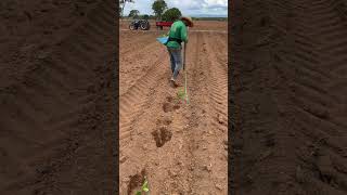 Plantio no projeto Mahogany404 5° edição Plantando Mogno Africano  khaya Senegalensis [upl. by Townshend]