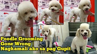 POODLE GROOMING GONE WRONG  Nagkamali ako sa pag gupit nang poodleRARE NA GUPIT [upl. by Fennell]