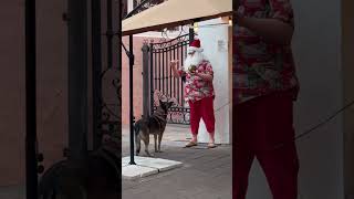 Highly trained bomb sniffing dog vs Santa mannequin workingdog malinois gsd smartdog ￼ [upl. by Barr]