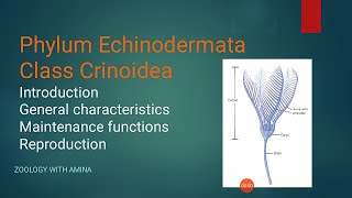 Phylum Echinodermata Class Crinoidea  Sea Lily  Morphology of sea Lily  Zoology with Amina [upl. by Aggri]