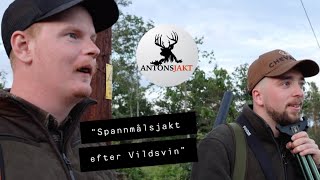 Spannmålsjakt efter Vildsvin I Antonsjakt [upl. by Xylon]