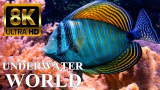 Underwater World 8K ULTRA HD – Marine Life Sea Animals and Coral Reef [upl. by Hermann]