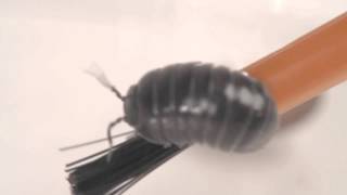 Pill Bug Product Feature Video [upl. by Laughlin993]