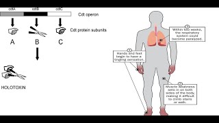 Campylobacter jejuni Part 2 Virulence factors sources symptoms treatment and complication [upl. by Libyc]