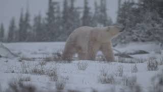 Polar bear coming to me in snow storm Canada 2024 [upl. by Annawd]