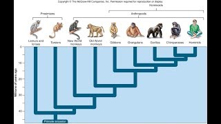 Why Are There Still Monkeys [upl. by Trofmoc]