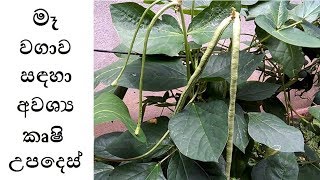 මෑ වගාව සඳහා අවශ්‍ය කෘෂි උපදෙස්  Vigna unguiculata Cultivation  ගෙවතු වගාව [upl. by Annawahs]