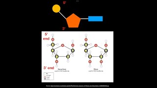 A1211 Directionality of RNA and DNA AHL [upl. by Ignatz]