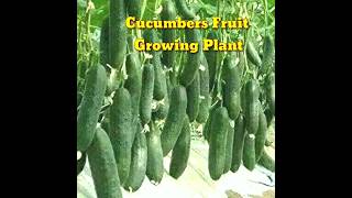 How To Cucumbers Fruit। Best method to grow Cucumber Plants from seeds at home। shorts। Kapu Gamit [upl. by Jerrold]