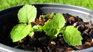 Growing Kiwifruit From Seed  Transplanting [upl. by Lindberg621]