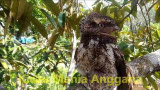 Burung Aneh amp Langka Frogmouth Bird  Burung Paruh Katak [upl. by Oicangi239]