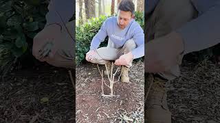 🌸 Winter Pruning Hydrangea Paniculata ✂️🍂 [upl. by Nivlek227]