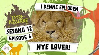 Nye løver til Dyreparken  Dyrepasserne S12 E06 [upl. by Nayllij404]