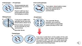 Biology Grade 10 Unit two Part Two [upl. by Esiuqram]