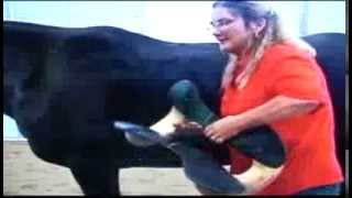 Gaited Horse Saddle Fitting Imus 4Beat Part 1 [upl. by Hebner]