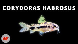 Corydoras habrosus ✔ [upl. by Giarla]