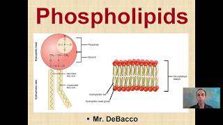 Phospholipids [upl. by Mharba]