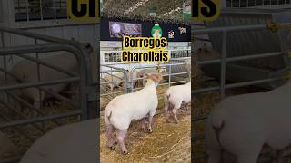 ✅ Borregos Charollais 🐑 🐑ovinos ovejas charollais carnero ovinocultura agro sheep borrego [upl. by Dhumma]