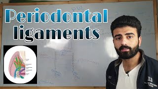 periodontal ligaments 1 quotPDLquot  oral histology  عزت شومان ezzatshouman [upl. by Edrea]