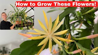 FLOWERING ORCHID CACTUS  Epiphyllum amp Disocactus Growing Tips to Get Orchid Cactus to Bloom [upl. by Akli]