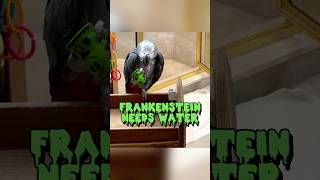 Einstein offers Frankenstein some water and a nut africangreyparrot takingparrot shorts [upl. by Cosette]