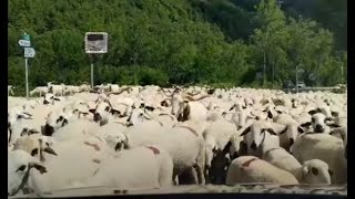 ¡Increíble Mar de Ovejas 🚗🐑 El Espectacular Traslado que Detuvo el Tráfico 🚦 [upl. by Zsa]