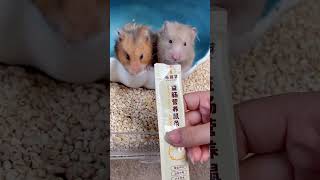 Nutritional bars for fattening and growing meat Ask your mother to buy them for you Hamster sn [upl. by Bara]