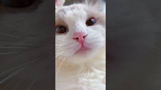 shorts cat meme amp kitten tik tok video💘  funny cats meow baby cute compilation catcash home [upl. by Datha229]