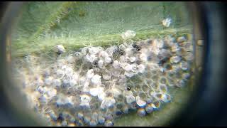 spodoptera litura egg hatching [upl. by Plante]