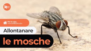 Come allontanare le Mosche  Ultrasuoni per Mosche [upl. by Zacharia]