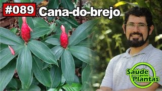 Saúde Pelas Plantas  Cana do Brejo diabetes cistite obesidade hipertensão [upl. by Cone]