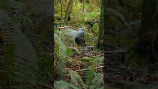 supreb lyrebird practicing birds [upl. by Annis217]