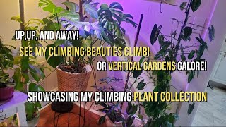 Climb High Climbers High A Tour of My Stunning Vertical Garden [upl. by Ynabla]