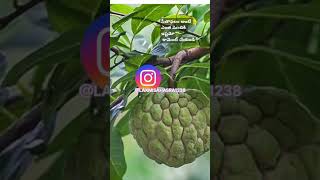 Fruit custard apple benifit fruit telugu interestingfacts amazingfacts ytshorts [upl. by Raveaux]