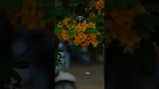 nee nindra idam endral whatsapp status  vibes shorts viral trending love whatsappstatus bgm [upl. by Ecallaw]