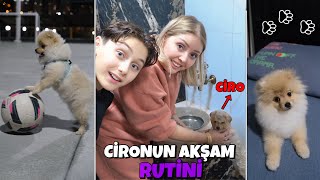 KÖPEĞİMİZ CİRONUN AKŞAM RUTİNİ  FUTBOL OYNADI BANYO YAPTI [upl. by Arihay]