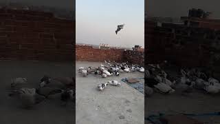 youtube pigeon🕊️🦁 kabutarandekabdetehain 🦅 [upl. by Luapnoj461]