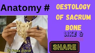 sacrum anatomy  anatomy of sacrum bone  sacrum features and attachments Anatomywithdrfaiza [upl. by Berry]