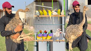 Finches Ki Aviary K Liye Ostrich Ko Rabbit House Main Shift Kr Dia 🥰 [upl. by Joanna]