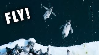 Penguins Death Diving Ozzy Man Reviews [upl. by Niu]