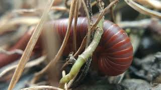 Millipede Kaki seribu Luwing [upl. by Yanffit]