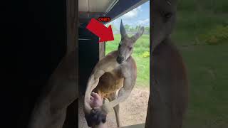 Why Kangaroos hate dogs 😨viral [upl. by Ailehpo466]