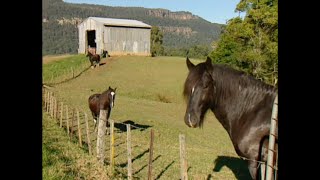 Shire Horses Draught Horse Road Test Burkes Backyard [upl. by Yvonne567]