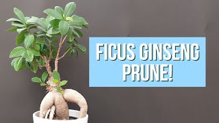 Pruning Ficus Ginseng Bonsai [upl. by Namlaz]