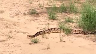 large timber rattlesnake in our driveway [upl. by Schreiber]