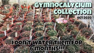 Gymnocalycium Collection Cactus Plant Complete Tour 2020  Oct 1  No watering for 6 months [upl. by Anallese378]