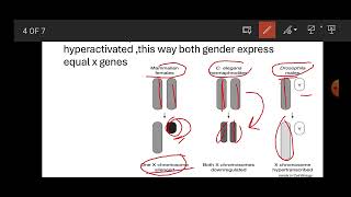 Dosage compensationlyon hypothesis and bar body [upl. by Alben]